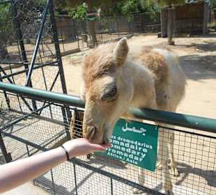 Zoo Mahdia / Dromedar