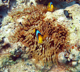 Findet Nemo am Hausriff Nord...