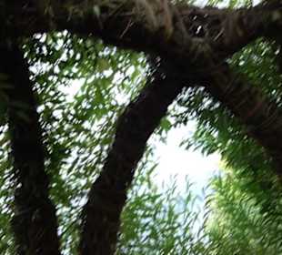 ALB-GOLD Naturgarten