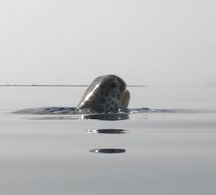 Schnorcheln Abu Soma