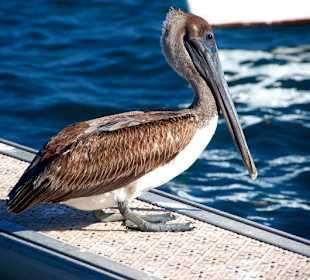 Jednodniowa wycieczka Cayo Largo 