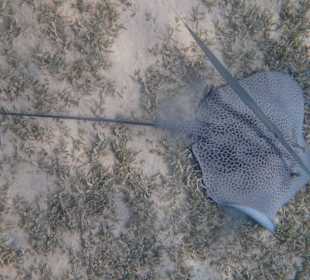 Rochen beim Hausriff