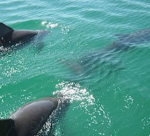 Delfine in Sian Kaan