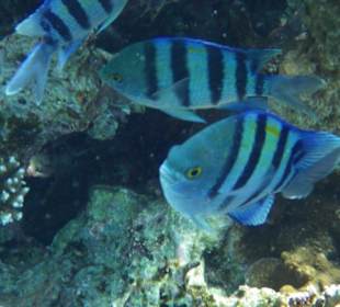 Fische am Saumriff