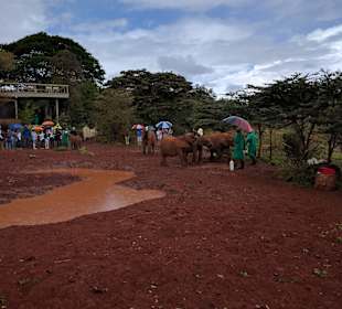 Elefanten beim Milch trinken