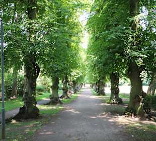 Allee im Kurpark