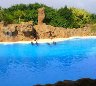 Ausflüge. Loro Park