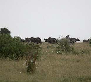 Nationalpark Kenia