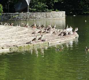 Ufer des Echternacher Sees