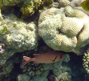 Weißsaum Soldatenfisch