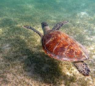 Wasserschildkröte direkt am hausriff