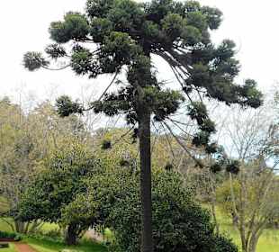Palheiro Gardens