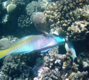 Jede Menge schöne Fische