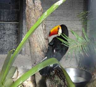 Tukan