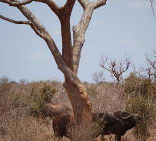 Büffel im kühlen Schatten