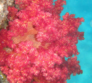 Schnorcheln Abu Soma