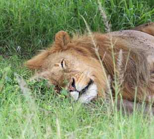 Sleeping lion