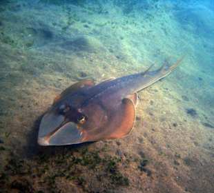 Gitarrenhairochen am Hausriff