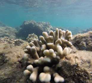 Schnorcheln Hurghada