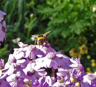 Eindrücke vom Rundgang durch Blandy´s Garden