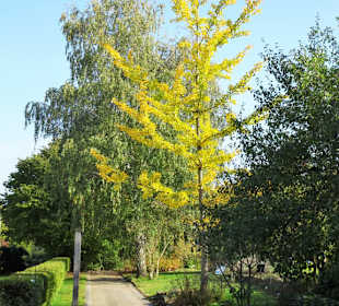 Impressionen aus dem Botanischen Garten Osnabrück