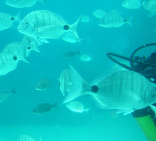 Fische bei der U-Boot Tour