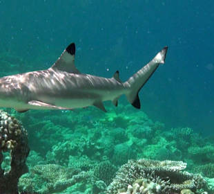 Schwarzspitzenhai