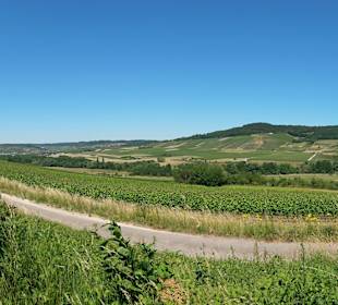 Wandern Mülheim an der Mosel