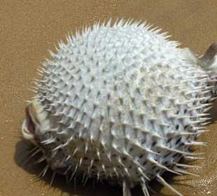 Tote Fische am Strand