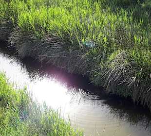 Naturpark S'Albufera