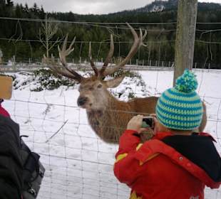 Gut Aiderbichl Rotwild