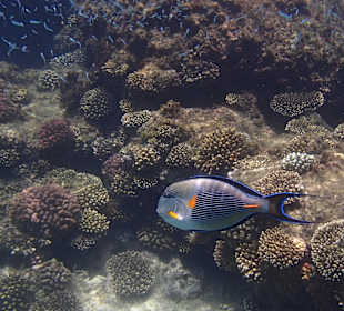 Hauseigenes Korallenriff