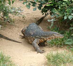 Er hat das Futter als erster gerochen