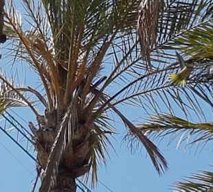 Stadtrundfahrt Torremolinos