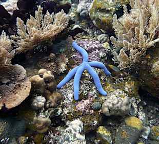 Seestern am Coral Garden