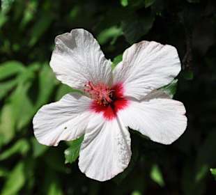 Jardín de Aclimatación de La Orotava