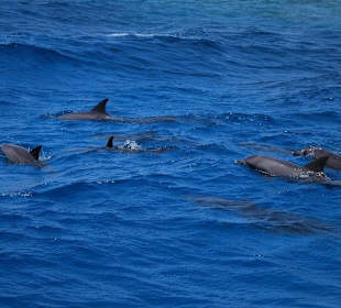 Delfine von der Delfin-Schnorchel-Tour