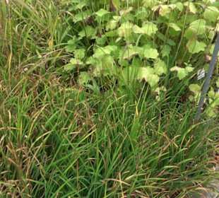 Alpinum
