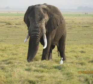 Elefantenbulle