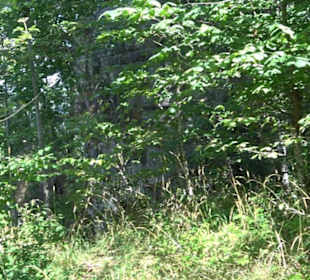 Burgruine Blankenstein