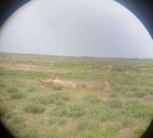 Tier Etosha Park