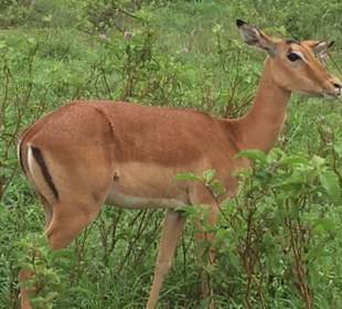 Antilope