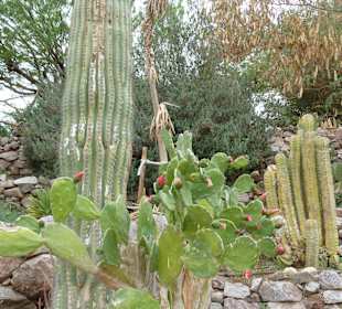 Botanical Garden, Eilat