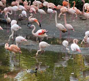 Flamingos 