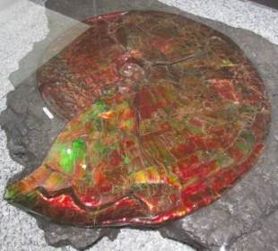 Zur Skulptur fossiliertes Meerestier