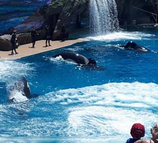 Die tägliche Liveshow mit den Orcas (großen Schwer