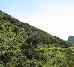 Wandern mit der Wanderjule in Teno Alto