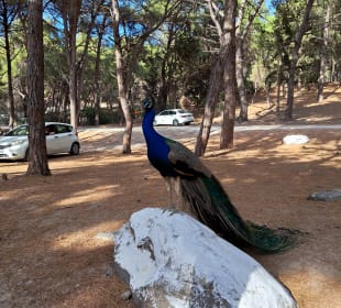 Bosque de Plaka