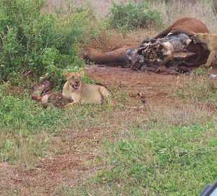 Löwe beim Fressen 2