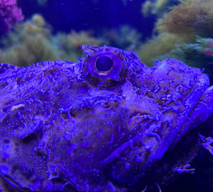 Aquazoo Löbbecke Museum Düsseldorf